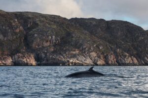 Почему стоит увидеть северное сияние